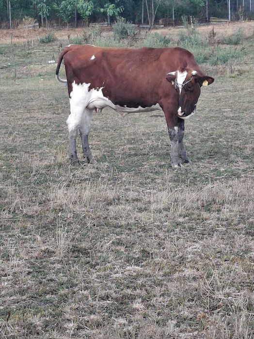 Vaca cu de vanzare