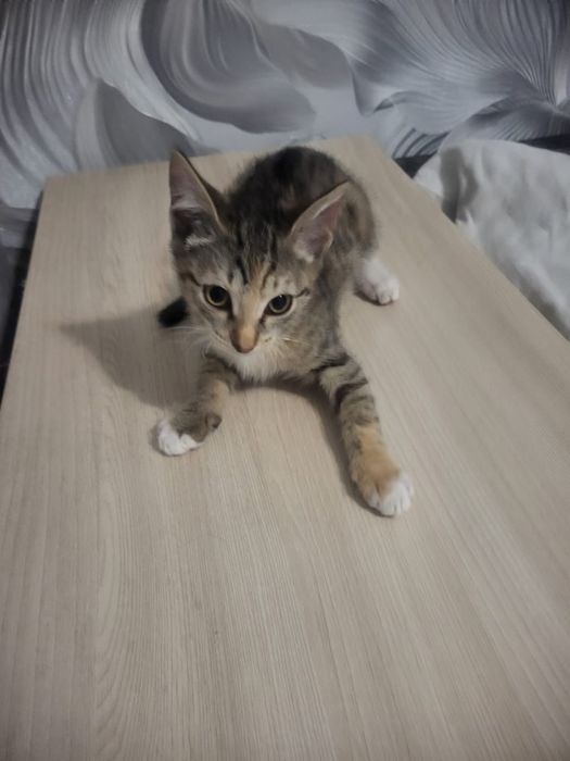 Котенок в добрые руки
