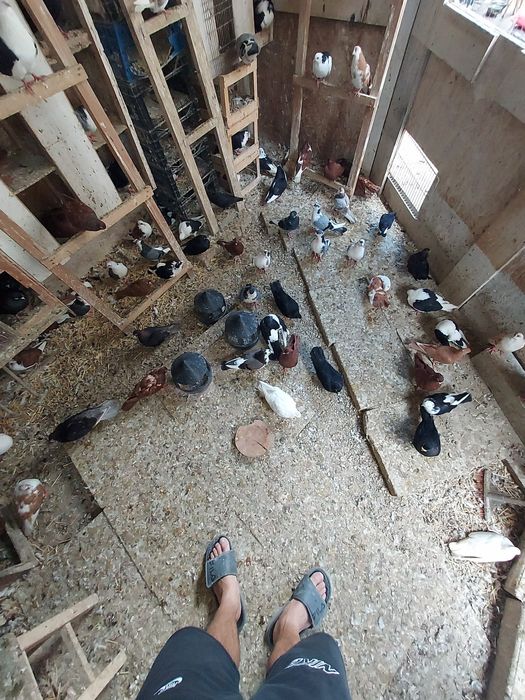 Porumbei Jucatori de Galati