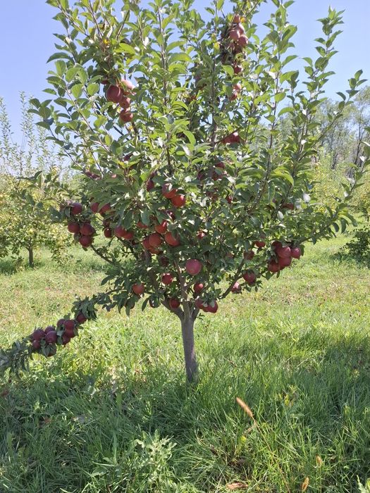 Продам яблоки собственного сада