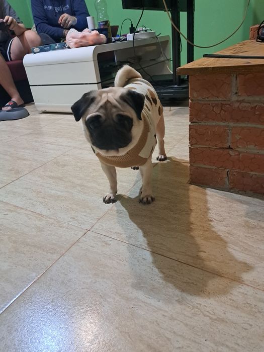 Pug(Moops) de vanzare