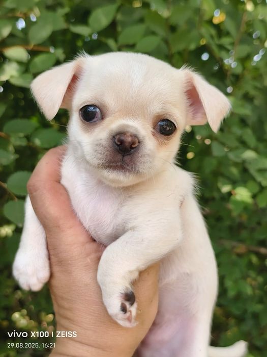 Очаровательные щенки чихуахуа.