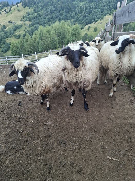 Vând 50 berbecuț si 8 mieluțe breze