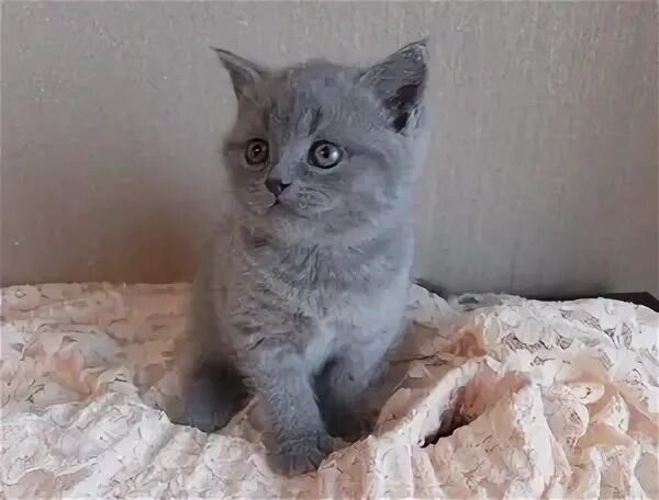 Британские малыши