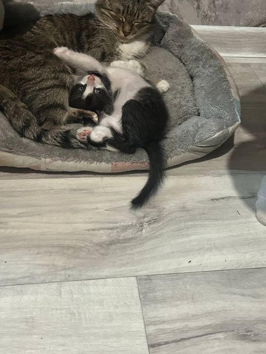 котенок ищет дом