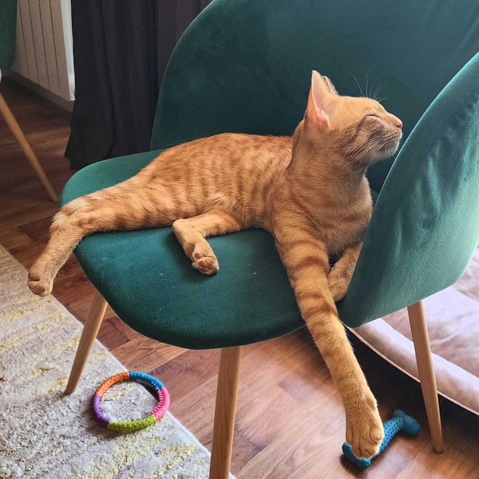 Огненный кот ищет классных хозяев