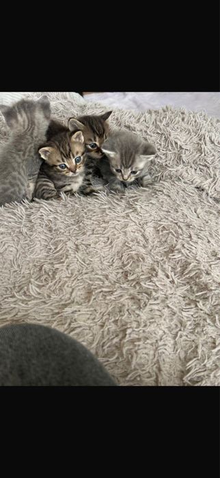 Отдам котят мальчики