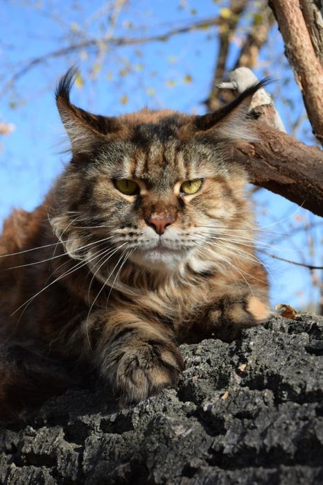 Кошь истинная мейнкун.