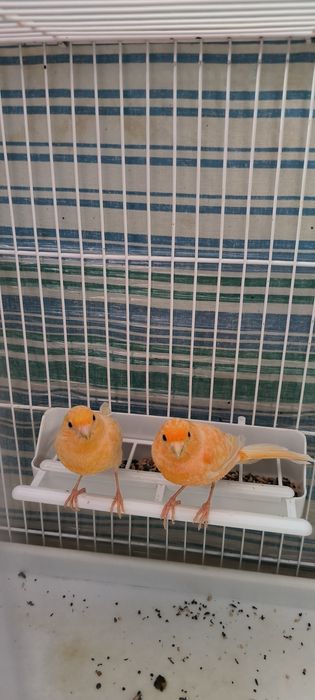 Продаётся Канарейка