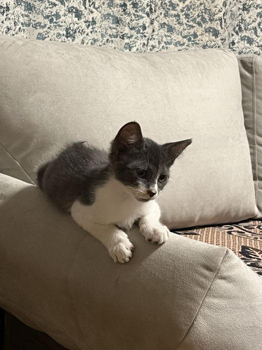 Котенок отдам в хорошие руки
