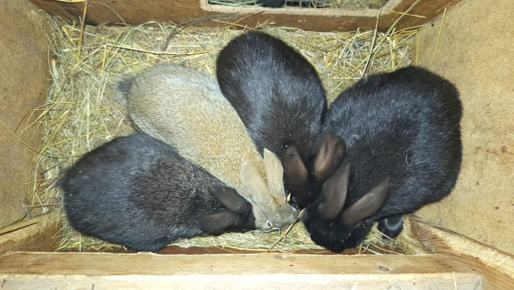 Крольчата ,кролики