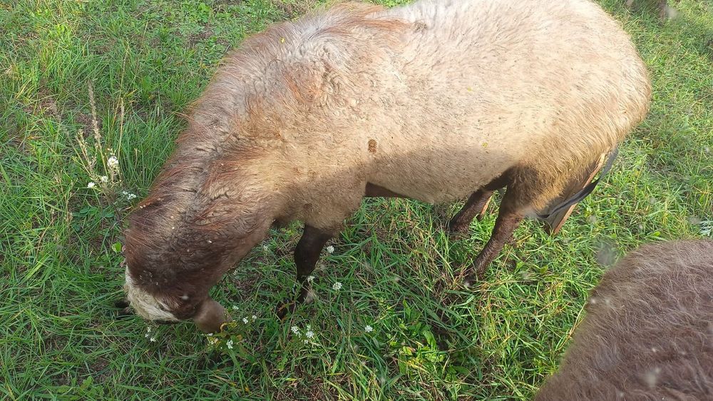 Продам мелкий рогатый скот