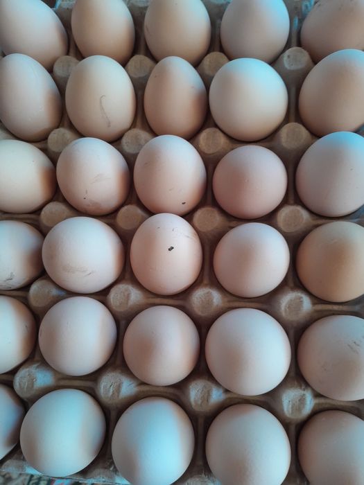 Oua de găină 1,50lei