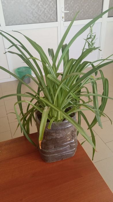 Цветы для дома и для офиса