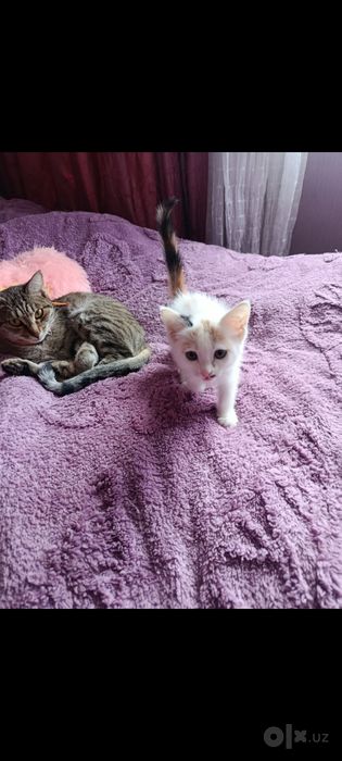Котята в добрые, ответственные руки