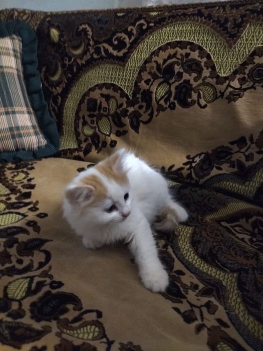 Отдадим котят в добрые руки
