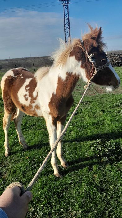 Продавам 2 кончета