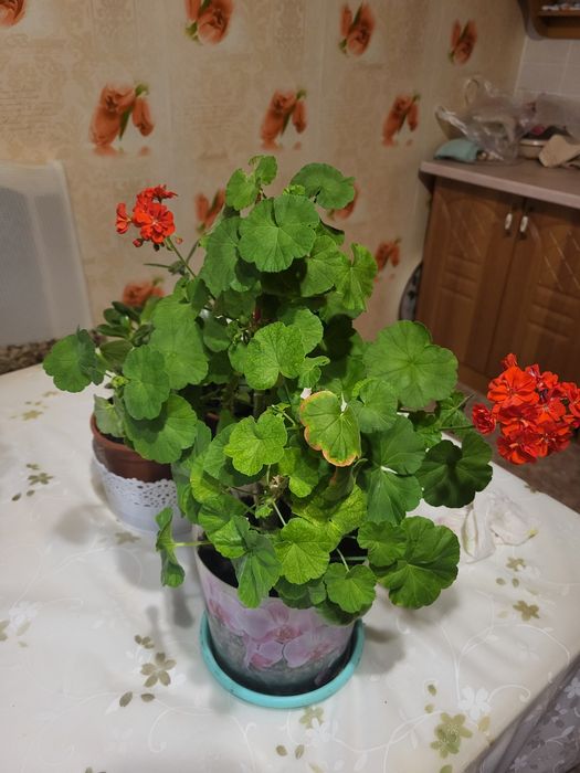 Цветы комнатные -герань.