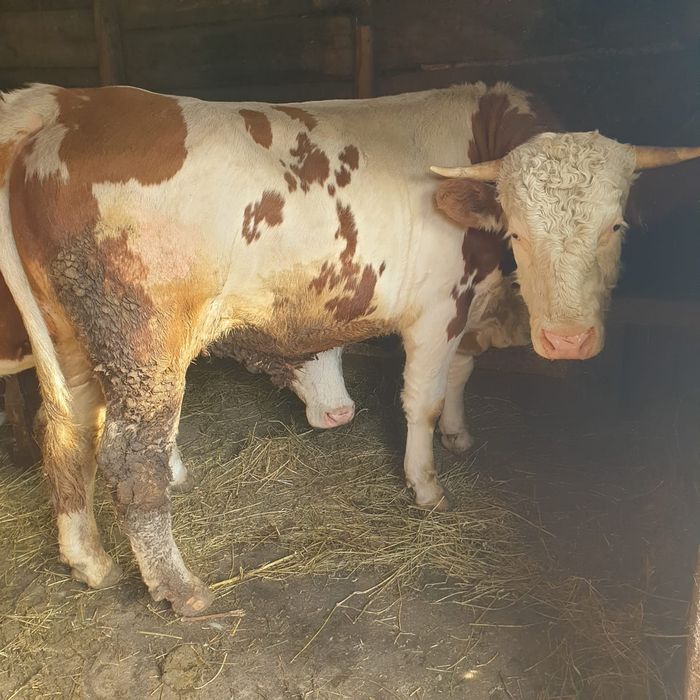 Tăuraș în vârstă de 1 an și 10 luni