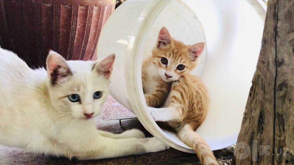 Котик мальчик 3 месяца