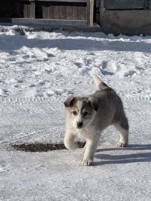 Ищем дом щенка!