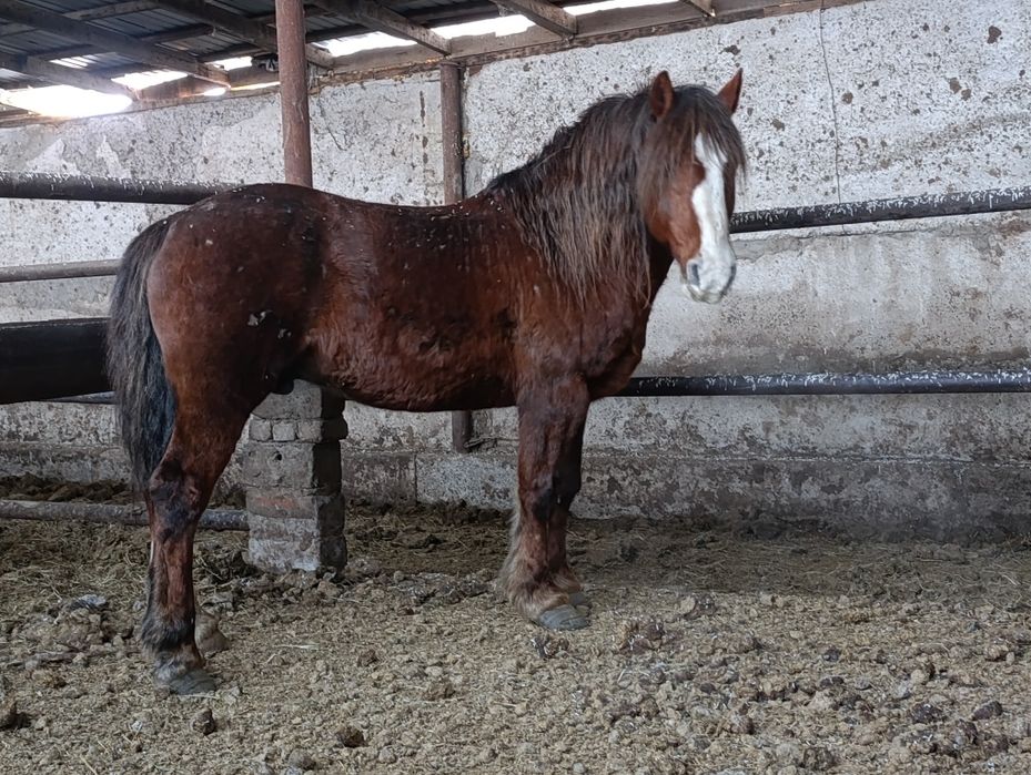 Продам жеребца новоалтаец