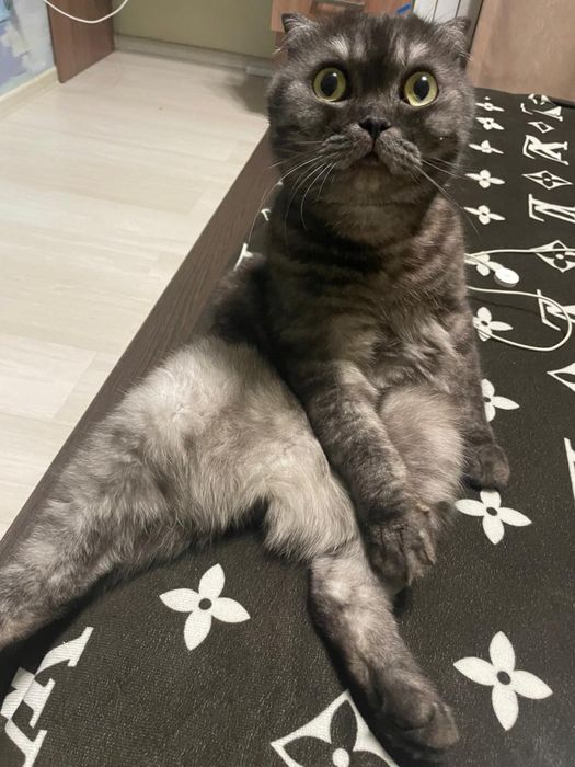 Кот  ! Срочно ! Очень умный спокойный