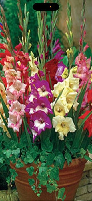 Bulbi de gladiole crini bujori irisi lslrle narcise