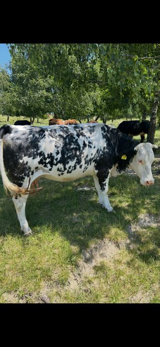 Vand 2 vaci - Baltata Romaneasca si Belgian