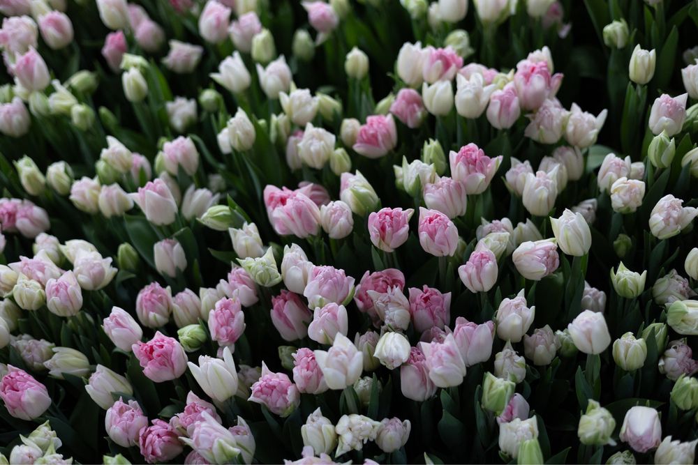 Голландские тюльпаны оптом и в розницу