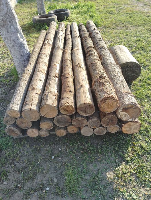 Popi pentru placă