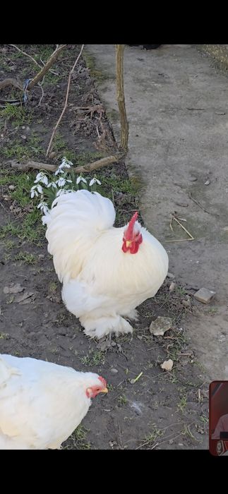 Cocoș Cochinchina Pitic