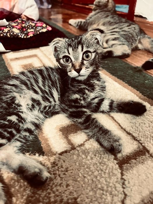 Котик в хорошие руки