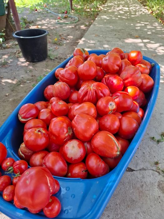 Roșii de vânzare
