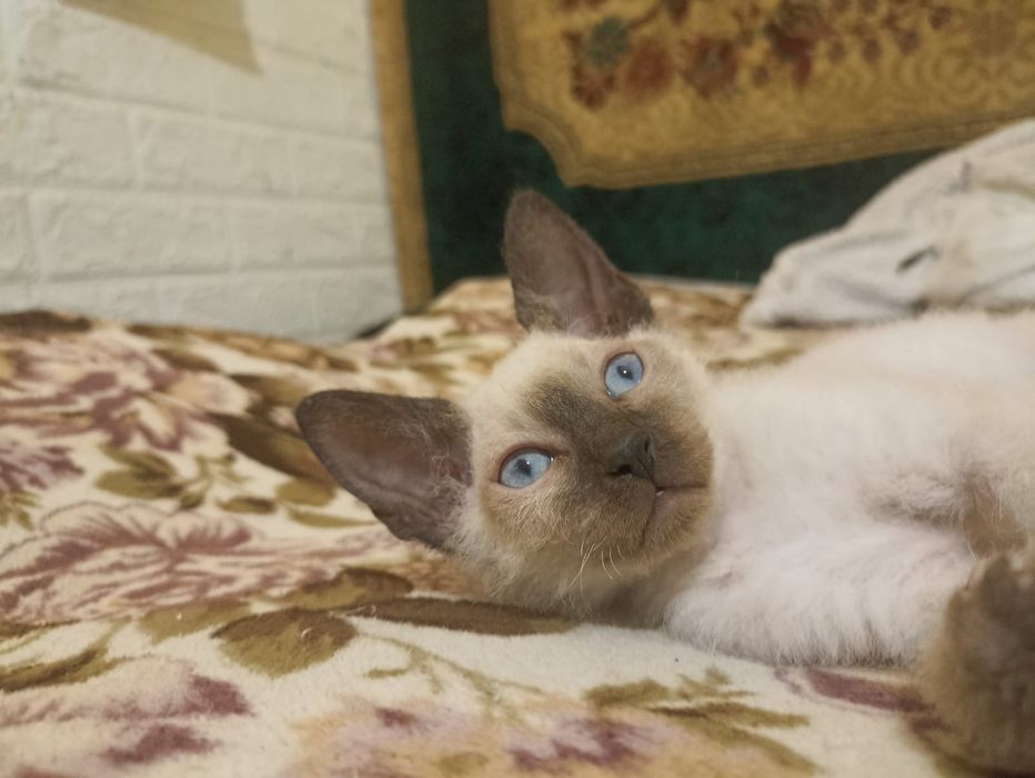 Продам котят браши 2