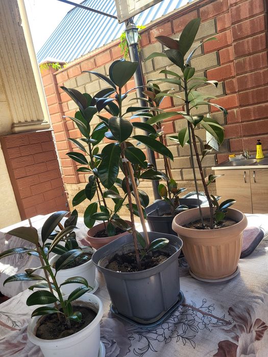 Продам домашние цветы Фикус