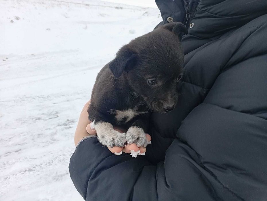 Отдадим щенков в доброе руки