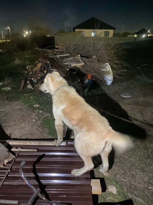 Продаю алабай 20тыс