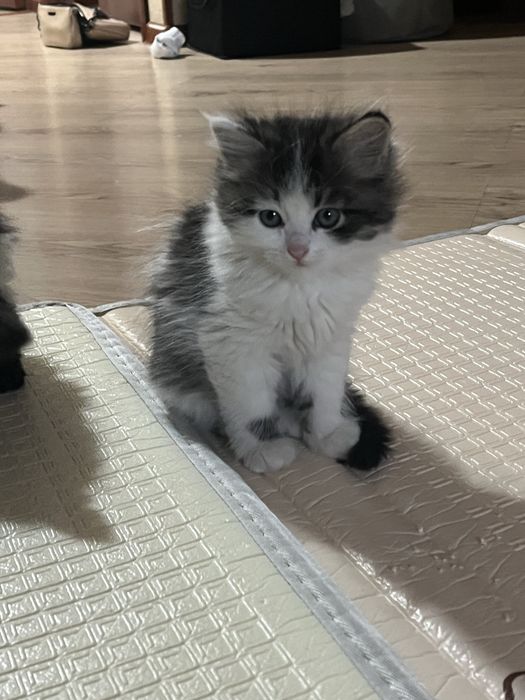 Норвежские лесные котята
