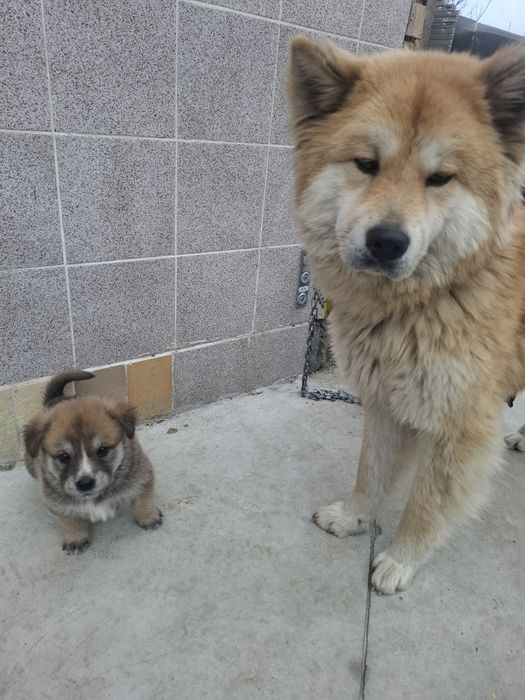 Бебета Акита Ину