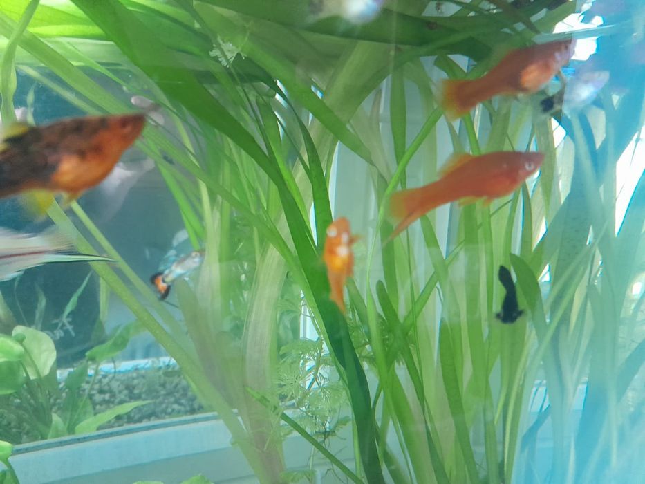 Аквариумные рыбки