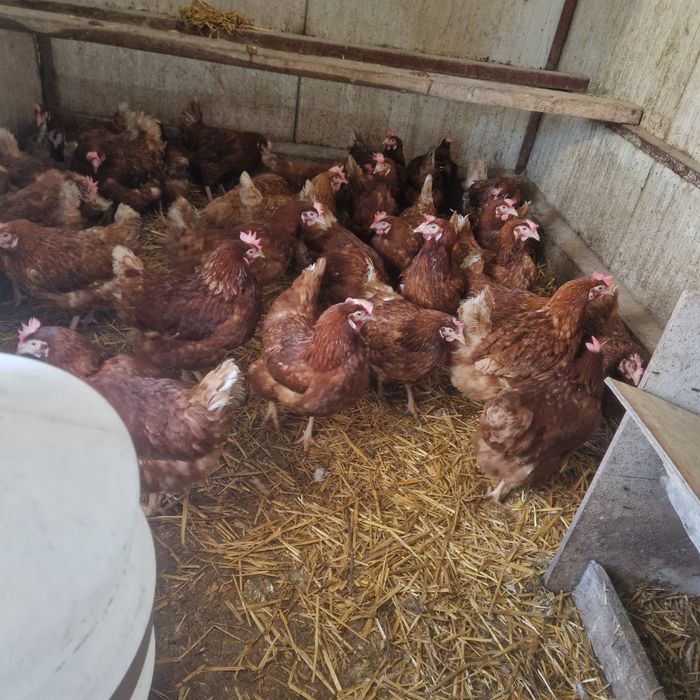 Gaini de ouă issa brwn