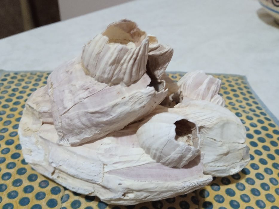 Водоросли искусственные и ракушка морская для аквариума