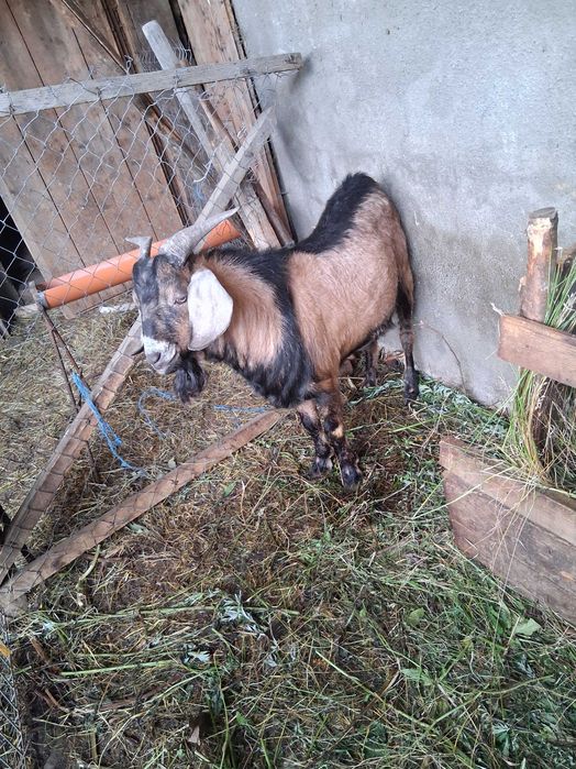 Capre Anglonubian ,una de doi ani si o iada de anul trecut plus un tap de un an.