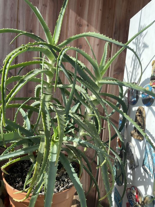 Продам алоэ столетник лечебный