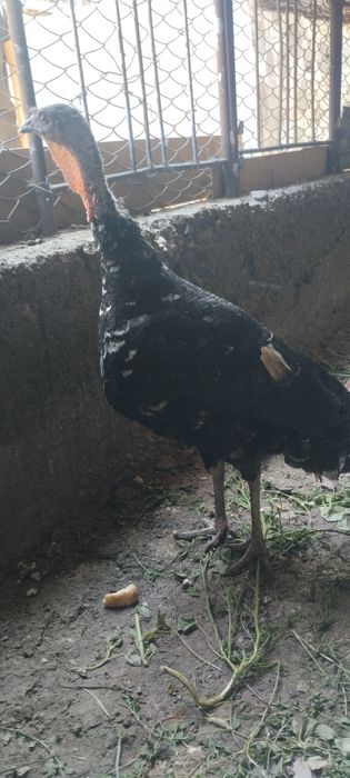 Продам индюшек молодых