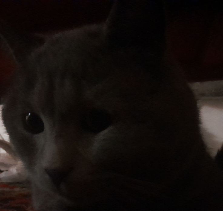 Бесплатно! Британский короткошерстный кот,для связи напишите в OLX