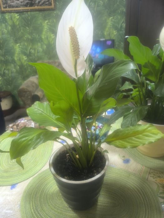 Женское счастье цветок