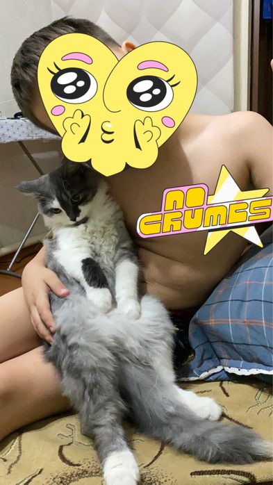 Котик в добрые руки