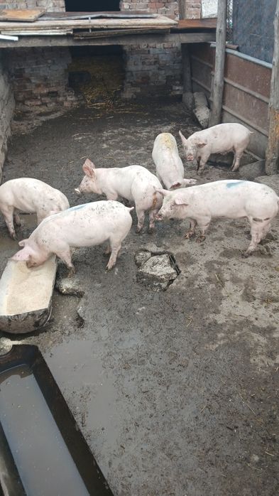 Прасета от 15 до 20 килограма  бройка 100 евро